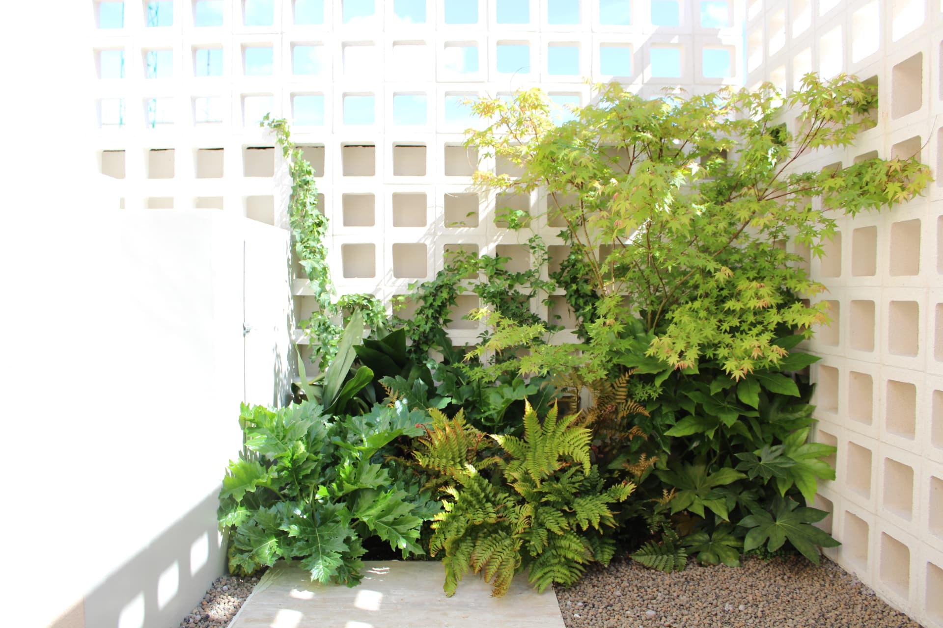 Rincón sombrío con arce japonés, helechos y celosía blanca en terraza de ático