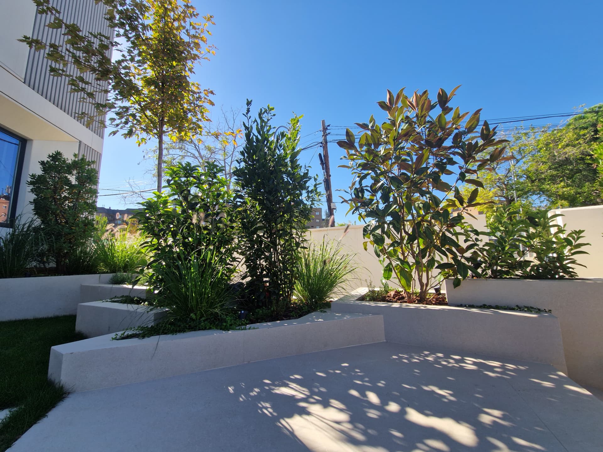 Jardineras elevadas blancas con magnolio, laurel y gramíneas contra un cielo despejado
