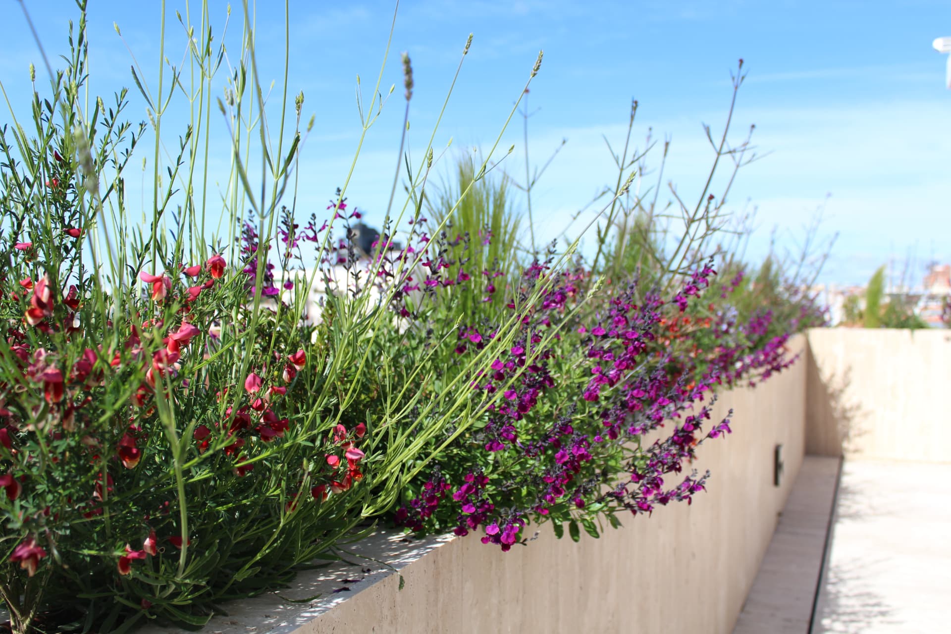 Diseño de terraza en Madrid: jardinera perimetral con salvia y escabiosa en flor